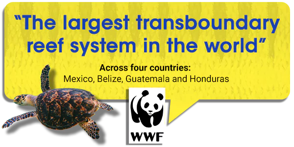 WWF Cita sobre el arrecife de Puerto Morelos es el sistema de arrecifes transfronterizo más grande del mundo