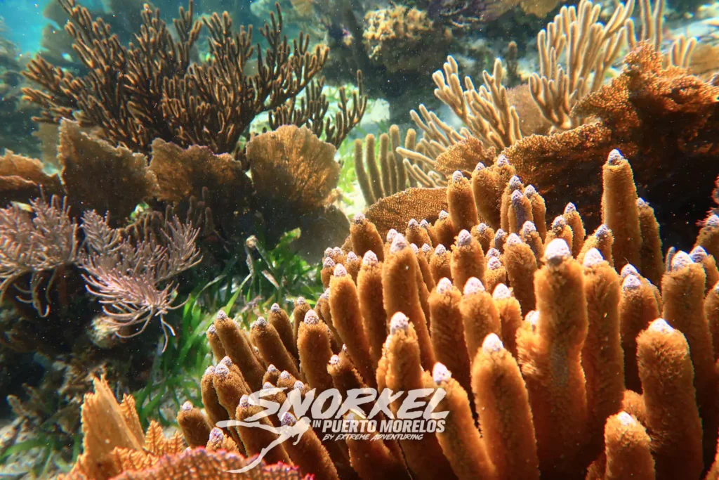 Puerto Morelos and the Second Largest Reef in the World