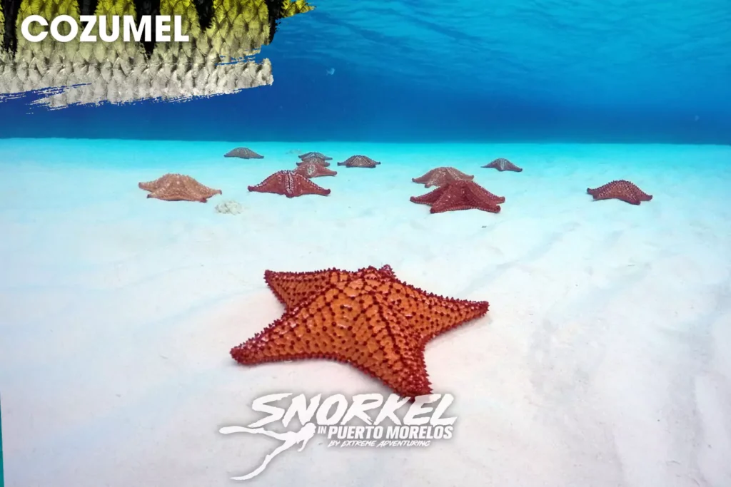 cozumel-snorkel-tours