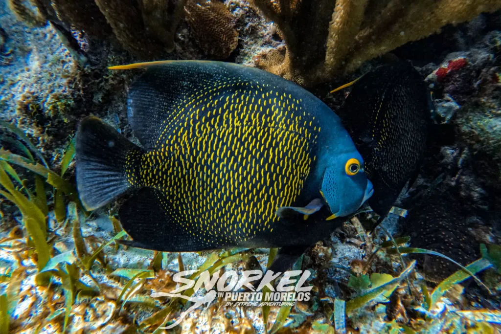 exotic-fishes-in-the-puerto-morelos-mayan-reef