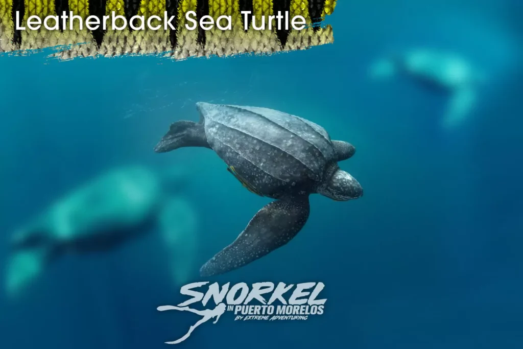 leatherback-sea-turtle-667c4a410b949