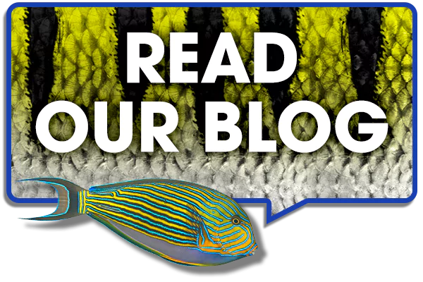 read-our-blog-banner-snorkel-in-cancun-and-puerto-morelos