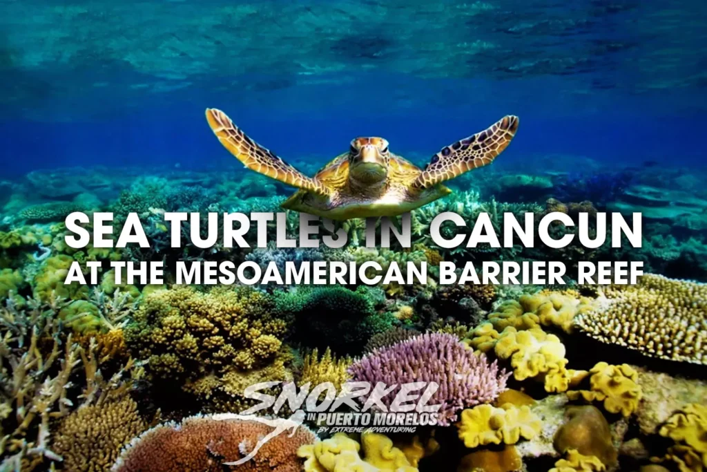 sea-turtles-in-cancun-at-the-mesoamerican-barrier-reef