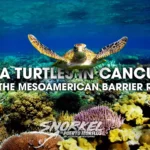 sea-turtles-in-cancun-at-the-mesoamerican-barrier-reef