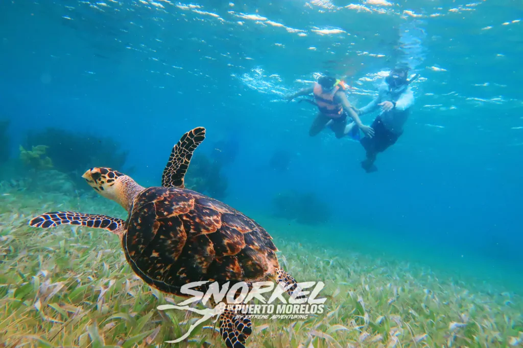 swim-with-turtles-in-puerto-morelos