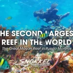 the-second-largest-reef-in-the-world-the-great-mayan-reef-in-puerto-morelos