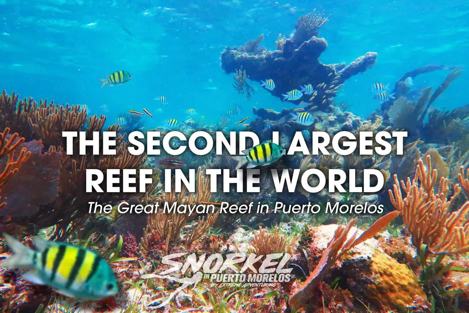 the-second-largest-reef-in-the-world-the-great-mayan-reef-in-puerto-morelos