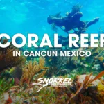 coral-reef-in-cancun-mexico