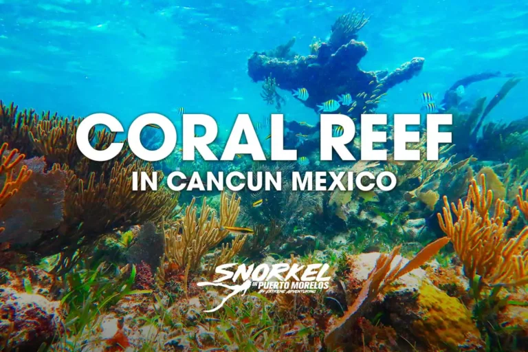 coral-reef-in-cancun-mexico