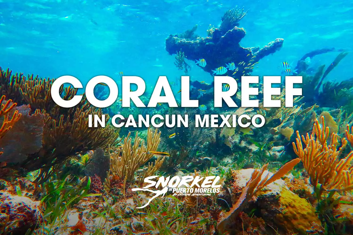 coral-reef-in-cancun-mexico