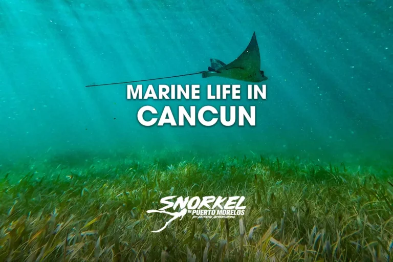 marine-life-in-cancun