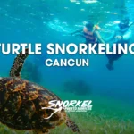 turtle-snorkeling-cancun