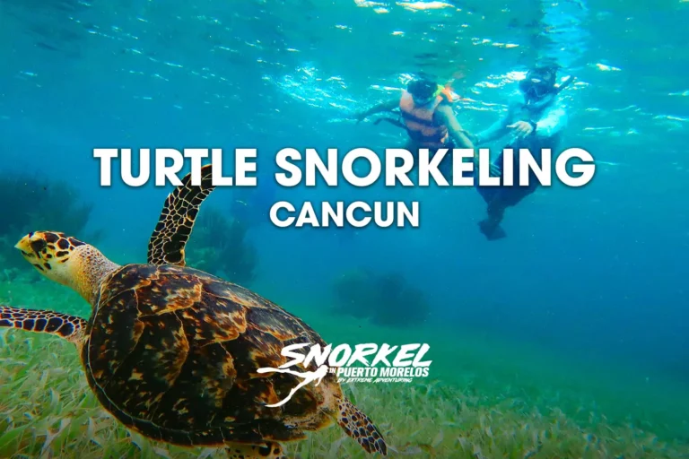 turtle-snorkeling-cancun