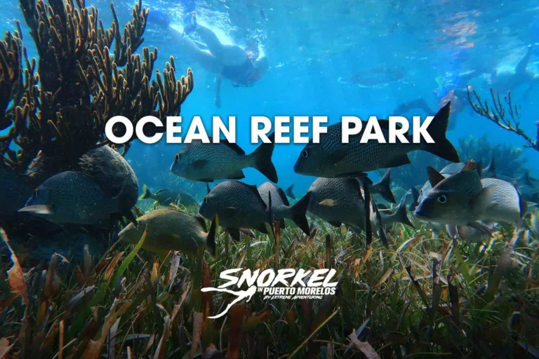 ocean-reef-park