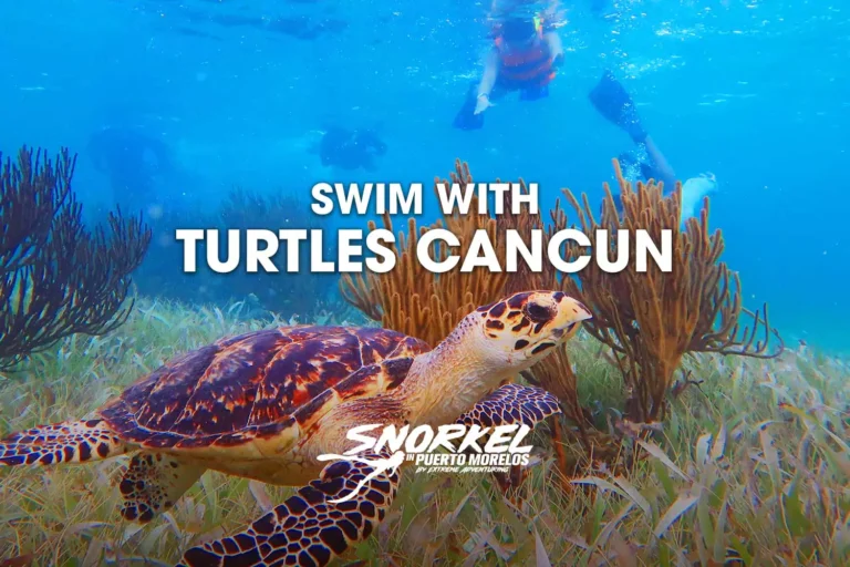 swim-with-turtles-cancun