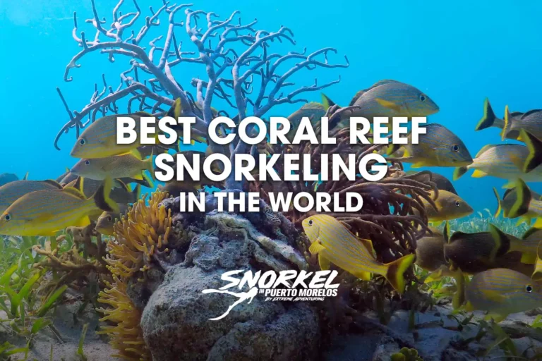 best-coral-reef-snorkeling-in-the-world​