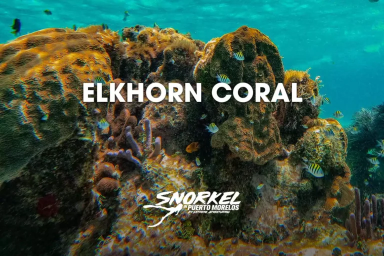 Elkhorn-coral