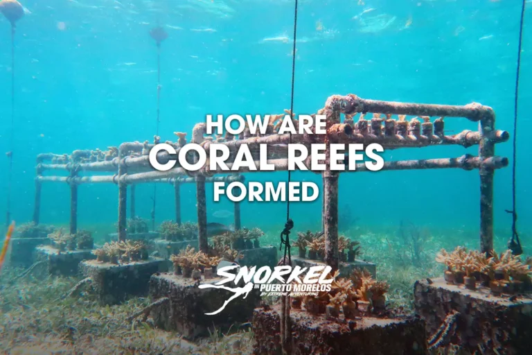 How-are-coral-reefs-formed