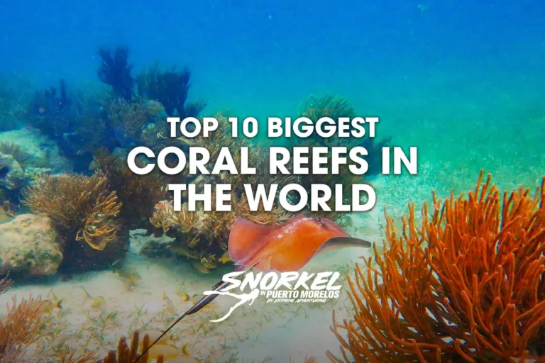 top-10-biggest-coral-reefs-in-the-world​