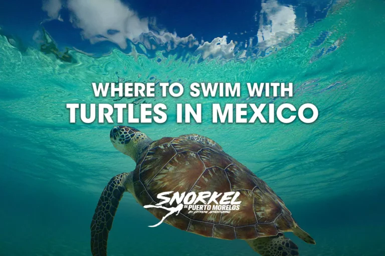 where-to-swim-with-turtles-in-mexico