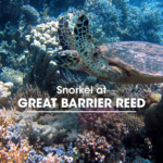 Snorkel at Great Barrier Reef