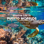 Marine Life in Puerto Morelos: What You’ll See While Snorkeling