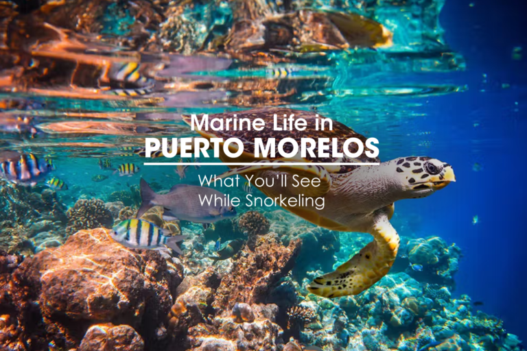Marine Life in Puerto Morelos: What You’ll See While Snorkeling