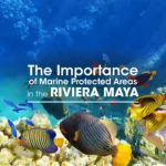 The Importance of Marine Protected Areas in the Riviera May