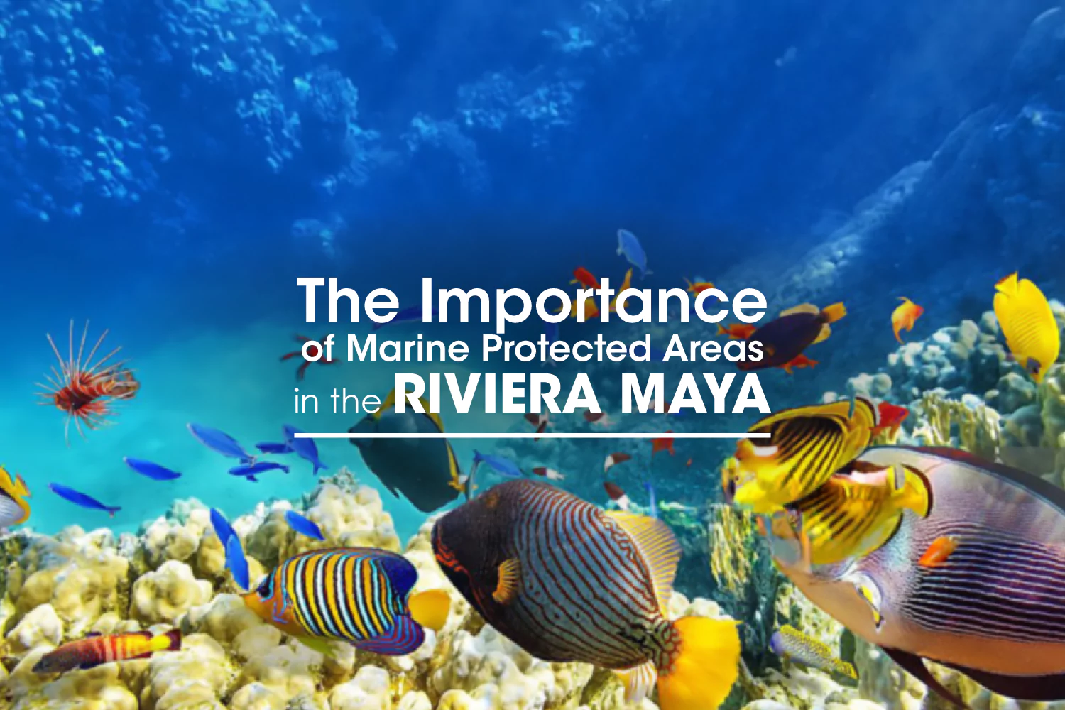 The Importance of Marine Protected Areas in the Riviera May