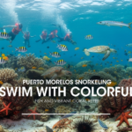 Puerto Morelos Snorkeling: Swim With Colorful Fish and Vibrant Coral Reefs