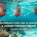Snorkeling Coral Reef in Cancun: A Journey Through Vibrant Marine Life