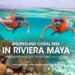 Snorkeling Coral Reef in Riviera Maya