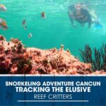 Snorkeling Adventure Cancun: Tracking the Elusive Reef Critters