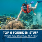 Puerto Morelos Snorkeling: Top 5 forbiden stuff when you snorkel in a reef