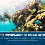 The Importance of Coral Reefs: What Makes the Puerto Morelos Reef So Special?