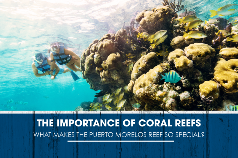 The Importance of Coral Reefs: What Makes the Puerto Morelos Reef So Special?