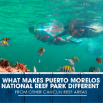 What Makes Puerto Morelos National Reef Park Different From Other Cancun Reef Areas