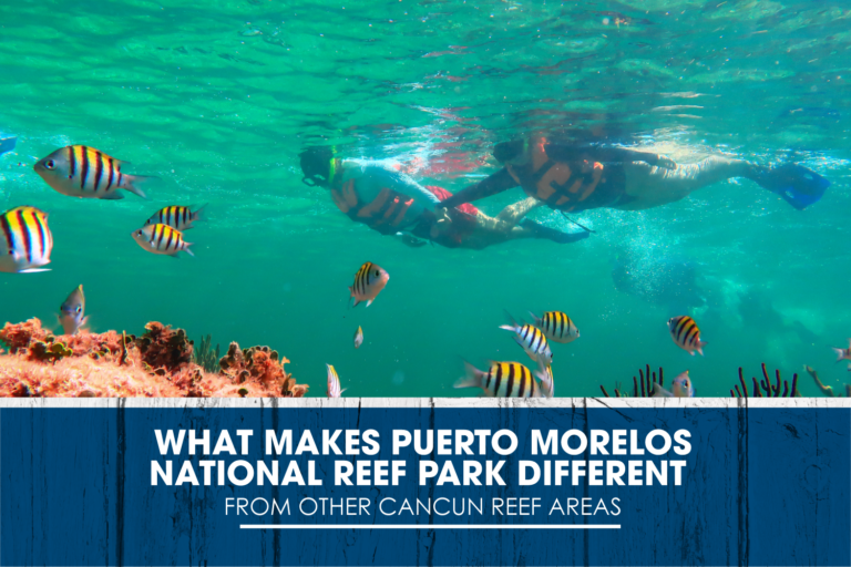 What Makes Puerto Morelos National Reef Park Different From Other Cancun Reef Areas
