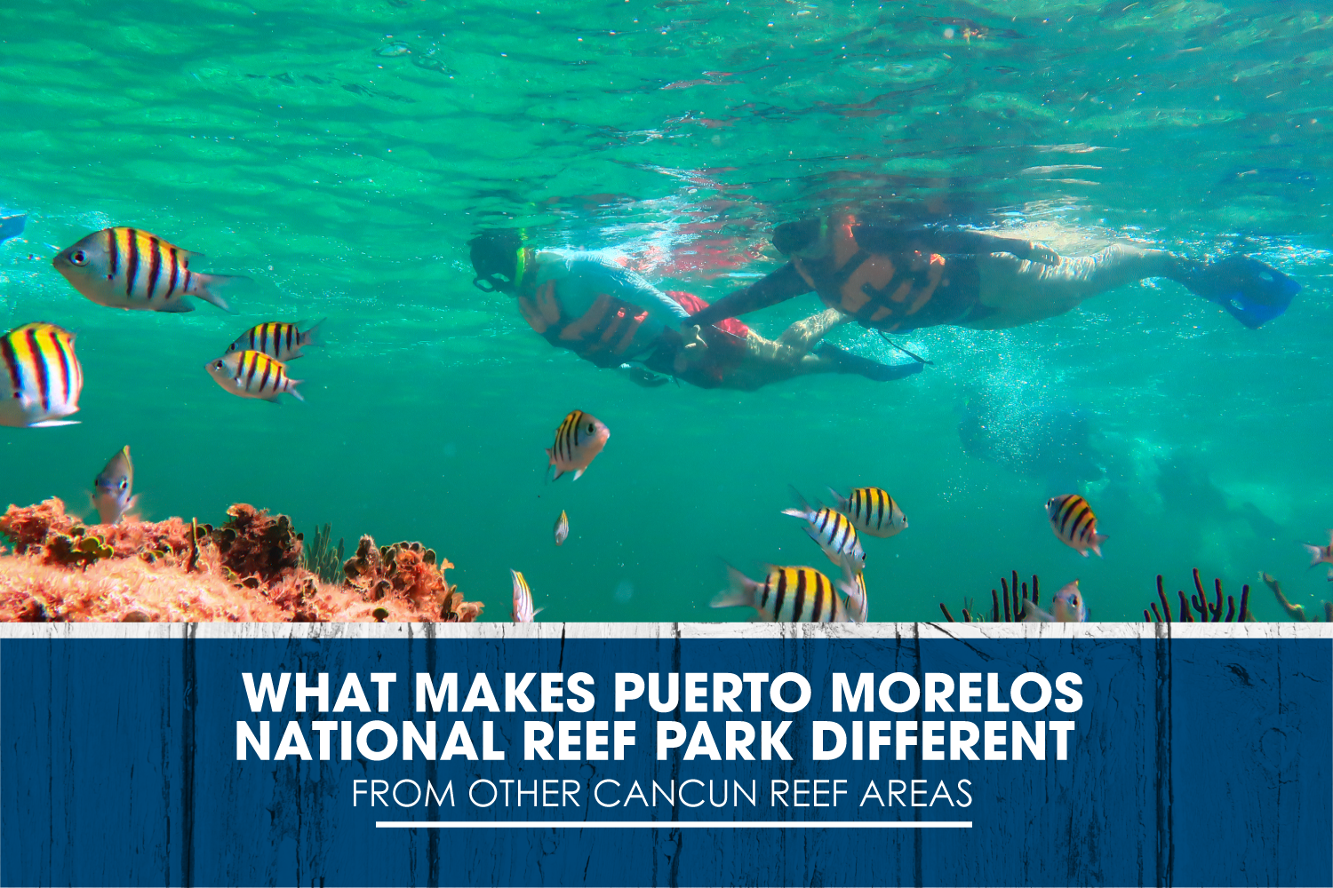 What Makes Puerto Morelos National Reef Park Different From Other Cancun Reef Areas
