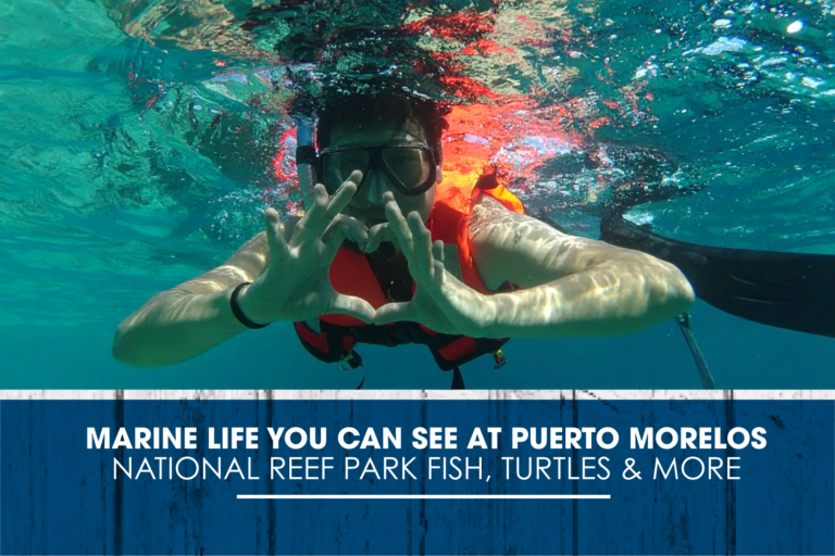 Marine Life You Can See at Puerto Morelos National Reef Park: Fish, Turtles & More”