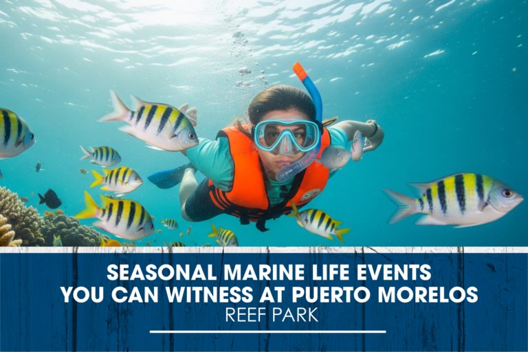 Seasonal Marine Life Events You Can Witness at Puerto Morelos Reef Park