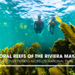 Coral Reefs of the Riviera Maya: Discover Puerto Morelos National Park