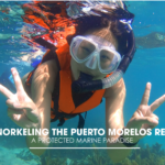 Snorkeling the Puerto Morelos Reef: A Protected Marine Paradise
