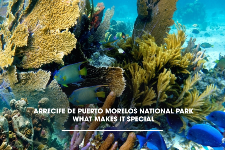 Arrecife de Puerto Morelos National Park: What Makes It Special