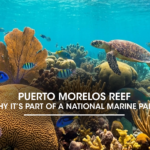 Puerto Morelos Reef: Why It’s Part of a National Marine Park